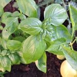 Bazilika na domačem vrtu