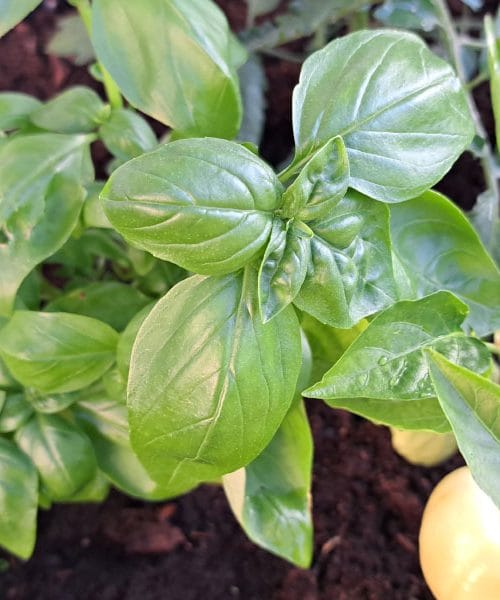 Kako iz enega stebla bazilike ustvariti neomejeno zalogo sveže arome
