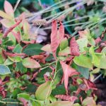 Grm borovnice se je posušil