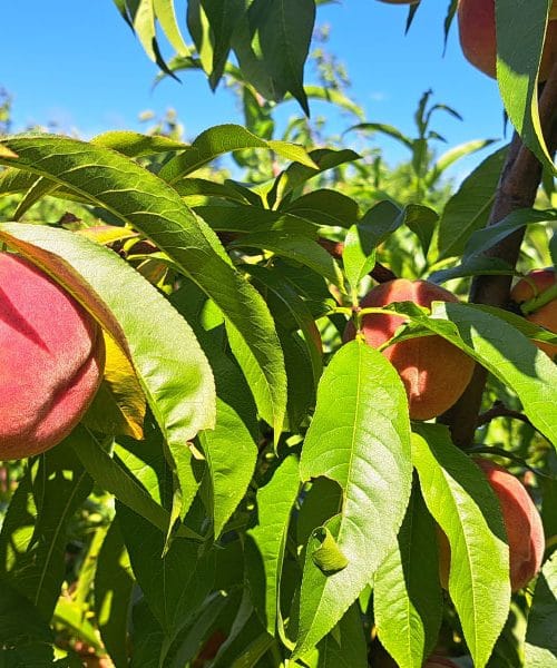 Zakaj so poleti najboljše breskve prav domače