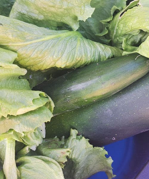 Kaj v teh dneh pobiramo z domačega vrta