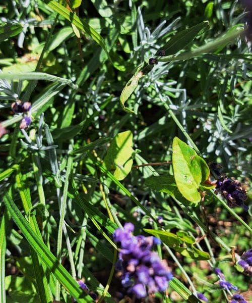 Ta rastlina je junakinja vrta vsakega poletja