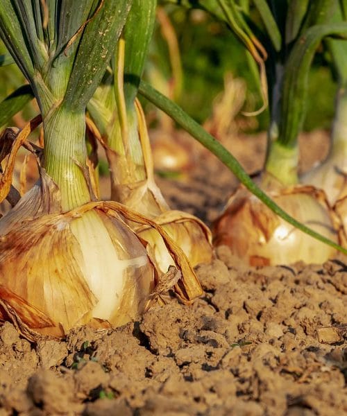 Ste vedeli, da nekateri pohodijo čebulne liste pred pobiranjem z vrta?