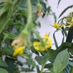 Cvetenje paradižnika