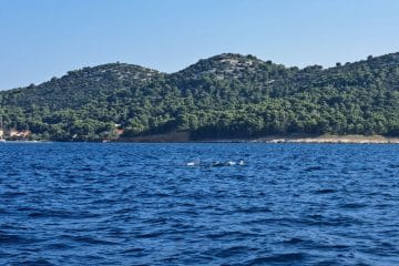 Delfini ob hrvaški obali niso redkost, ampak živa zakladnica Jadrana