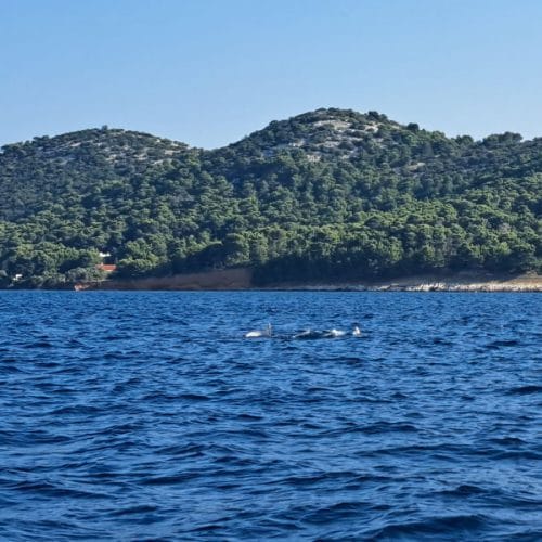 Delfini ob hrvaški obali niso redkost, ampak živa zakladnica Jadrana