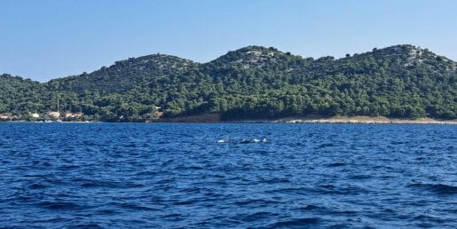 Delfini ob hrvaški obali niso redkost, ampak živa zakladnica Jadrana