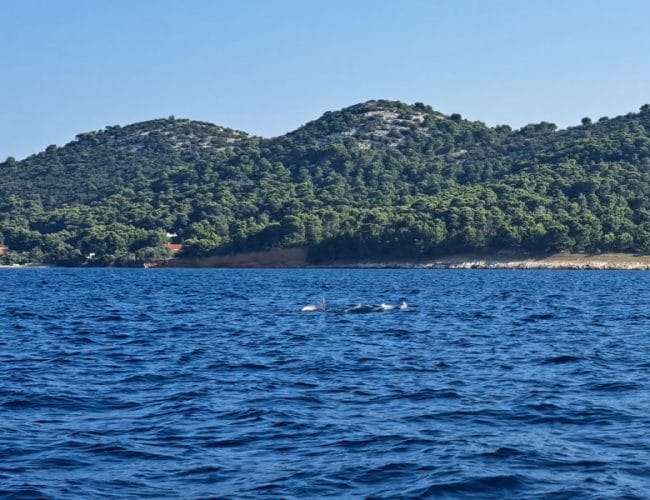 Delfini ob hrvaški obali niso redkost, ampak živa zakladnica Jadrana