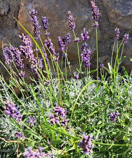 Te rastline bodo s terase pregnale komarje – in to brez kapljice kemije