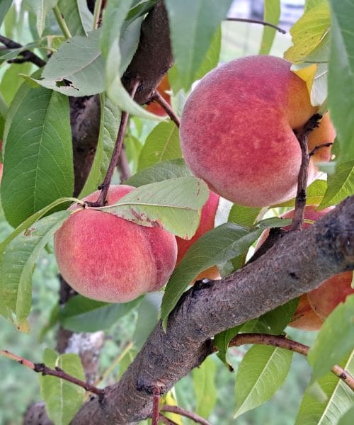 Pet idej, kako lahko uporabimo sveže breskve