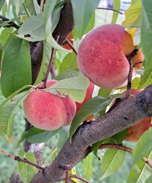Breskve po nakupu hitro izgubijo okus, če jih hranite narobe
