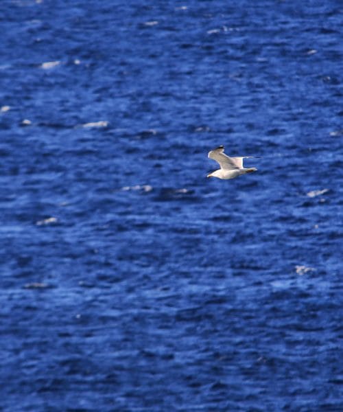 To morate vedeti, preden galebom vržete kruh