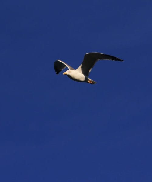 Galebi niso le tatovi sendvičev – kaj še vse zmorejo?