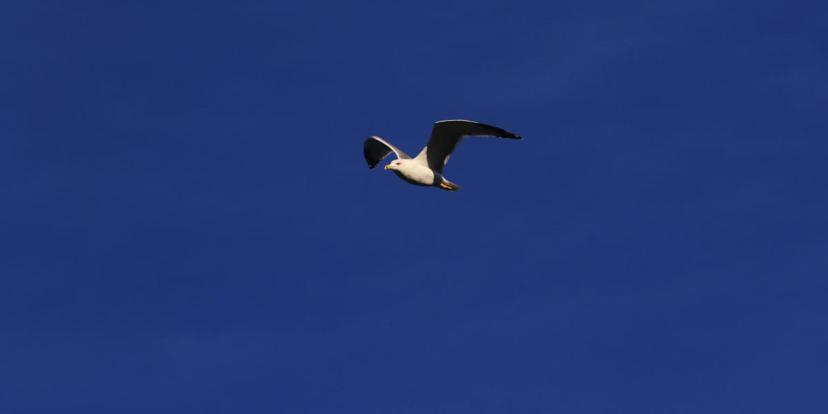 Galebi, morje
