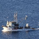 Galebi letijo za ladjo