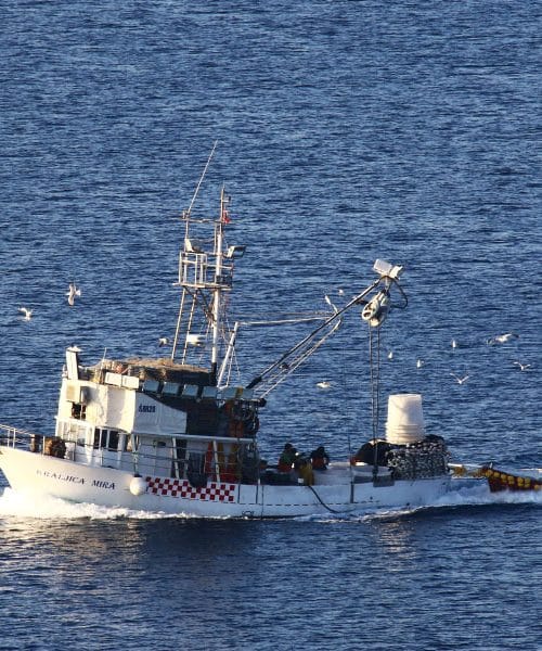Zakaj galebi letijo za ladjami? Odgovor ima korenine v zgodovini