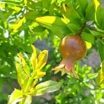 Granatno jabolko Konjski zob