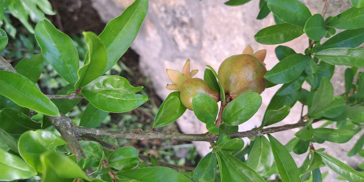 Plodovi granatnega jabolka