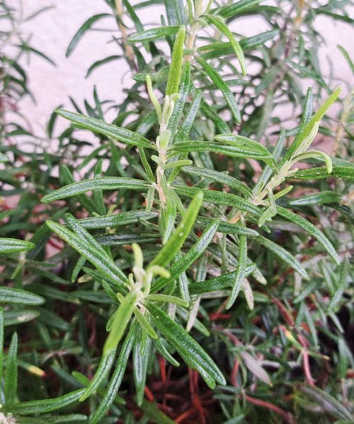 Kako obrezati rožmarin tako, da bo rasel še dolga leta?