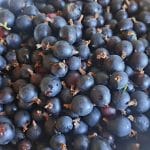 Josta, sadeži, recept