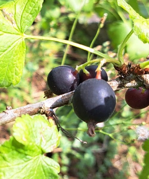 Ideje za uporabo joste, sadja, ki vas bo presenetilo v vsaki kuhinji
