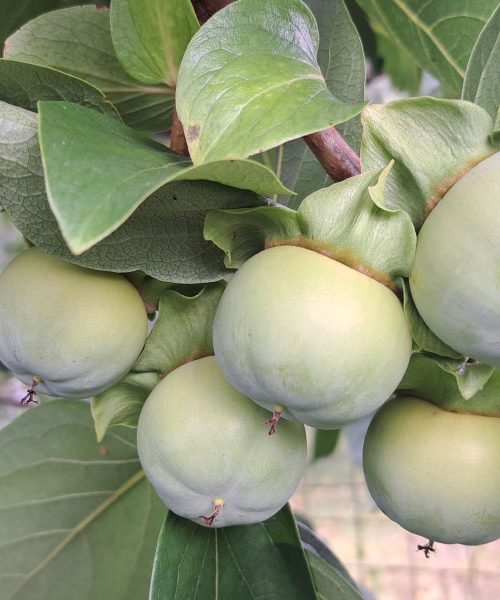 Zakaj v drugi polovici avgusta z dreves odpadajo nedozoreli kakiji? Imamo odgovor