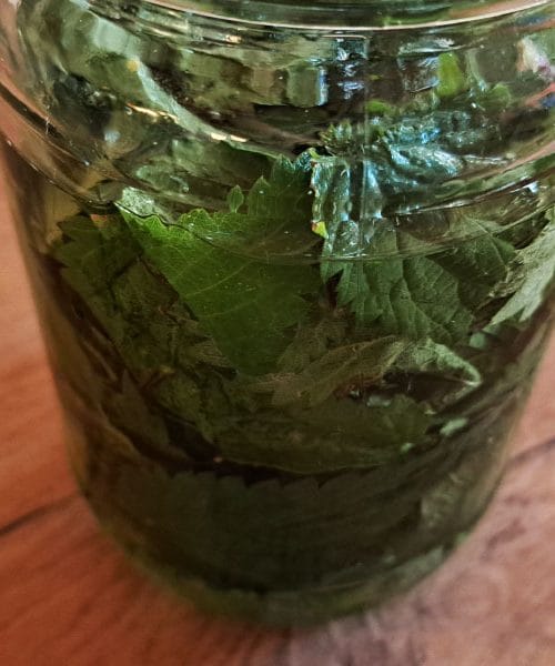 Koprivni pripravek za zelenjavni vrt ni ljudska pravljica, ampak delujoče orodje