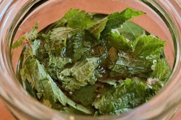 Vrhunec nabiranja kopriv: zakaj so prav zdaj najboljše in kako jih varno uporabiti