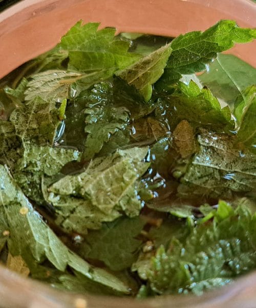 Vrhunec nabiranja kopriv: zakaj so prav zdaj najboljše in kako jih varno uporabiti