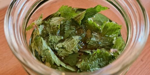 Vrhunec nabiranja kopriv: zakaj so prav zdaj najboljše in kako jih varno uporabiti