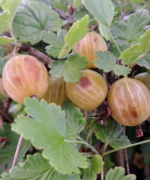 Kosmulja ni le za marmelado, presenetila bo tudi v slani kuhinji