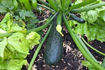 Bučke posadite ob te rastline in pridelek bo lahko precej boljši