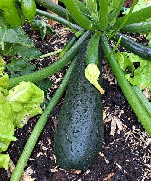 Najhitrejši recept za testenine z bučkami, ki so zdaj na vrhuncu