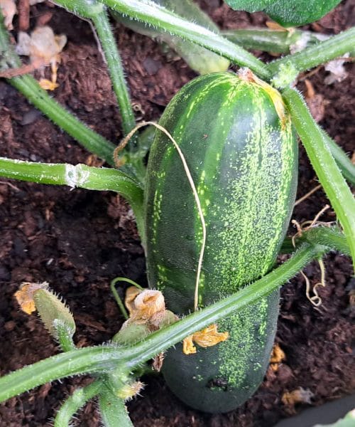 Kako iz preprostega trika ustvariti popolne pogoje za kumare v loncu