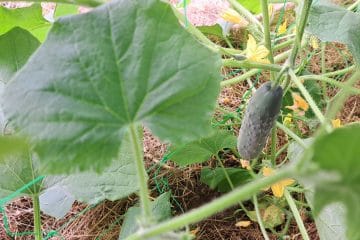 Te štiri vrtnine marsikdo shranjuje narobe, zato hitreje izgubijo svežino