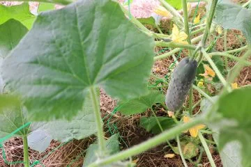 Te štiri vrtnine marsikdo shranjuje narobe, zato hitreje izgubijo svežino