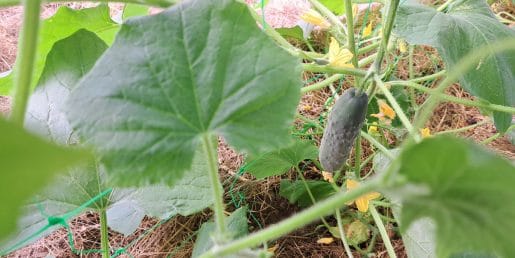 Te štiri vrtnine marsikdo shranjuje narobe, zato hitreje izgubijo svežino