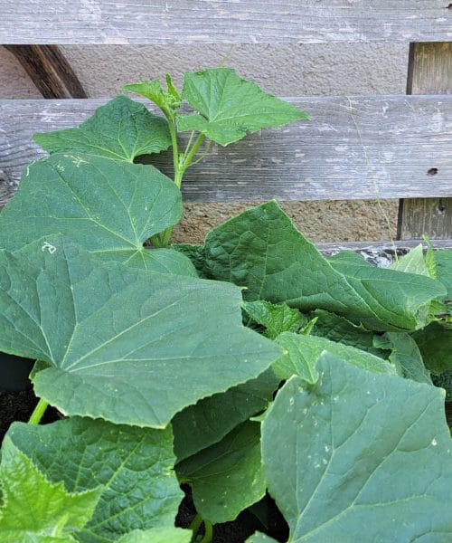 Kumare v visoki gredi morajo imeti oporo, brez tega ni dobrega pridelka