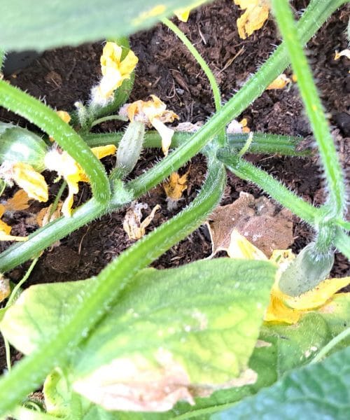 Koliko in kako pogosto morate zalivati kumarice, da bo letina res obilna