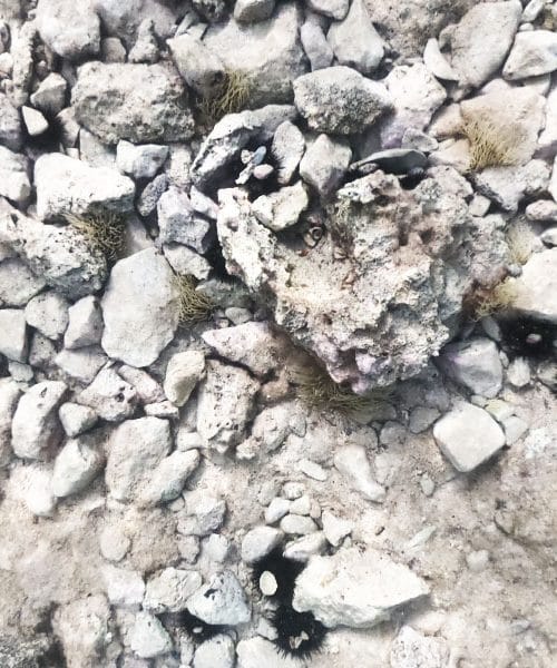 Prva pomoč v primeru, ko vas opeče morska vetrnica (lasatka)