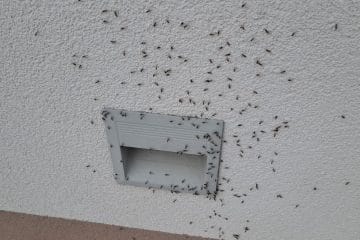 Sončno vreme ima tudi drugo plat: drobne težave, ki se v hiši pojavijo prav zdaj
