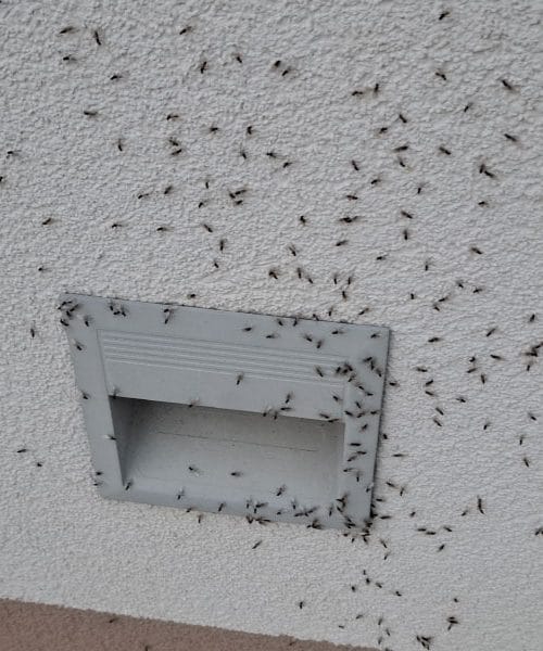 Sončno vreme ima tudi drugo plat: drobne težave, ki se v hiši pojavijo prav zdaj