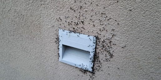 Maja se v številnih stanovanjih pojavi ista nadloga