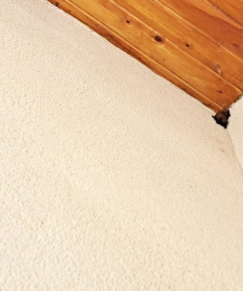 To pomeni, če pod vašim nadstreškom počivata netopirja