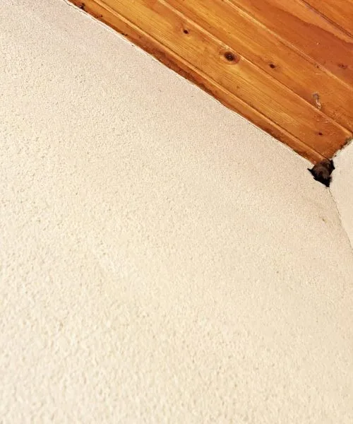 Netopirji na podstrešju: kaj narediti in česa se raje ne lotite sami