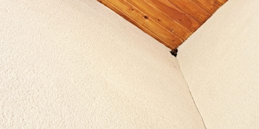 Netopirji na podstrešju: kaj narediti in česa se raje ne lotite sami