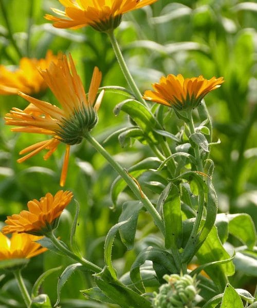 To zelišče so babice uporabljale za vse, od čaja do sijoče kože