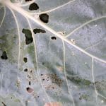 Ohrovt, gosenice in plesen