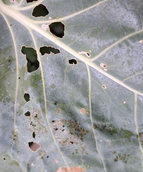 Zakaj ima vaš ohrovt luknje in madeže ter kako ga rešiti