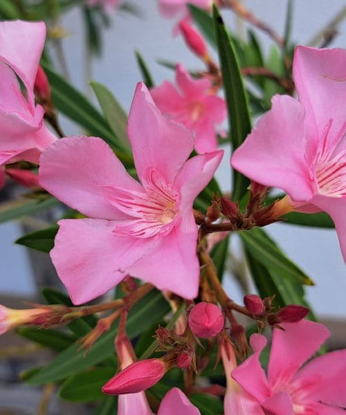 Kaj narediti, če oleander ne cveti?